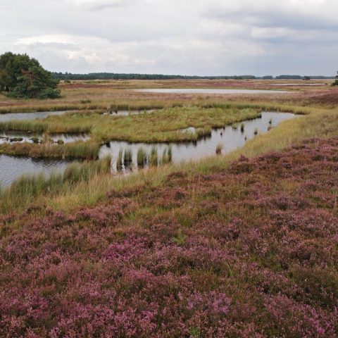 Groepshuis bij de uitgestrekte heidevelden van het Hijkerveld in hartje Drenthe.