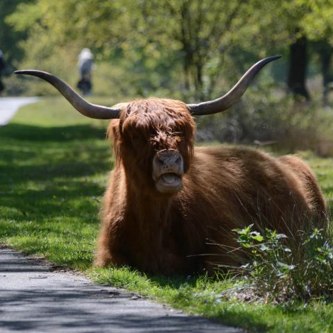 Schotse hooglanders op het Hijkerveld bij het Hiekerhoes in Drenthe.