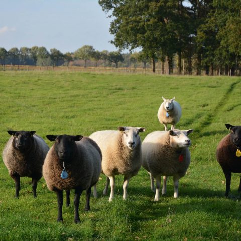 Groepshuis voor 18 personen in hartje Drenthe aan rand natuurgebied en vlakbij Assen.