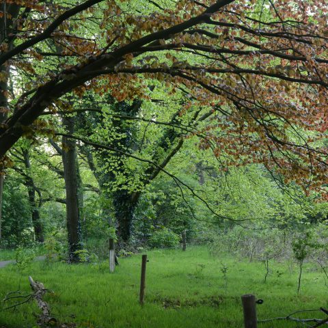 Vanaf het Hiekerhoes in Drenthe loop je zo het bos in en de uitgestrekte heidevelden van het Hijkerveld op.