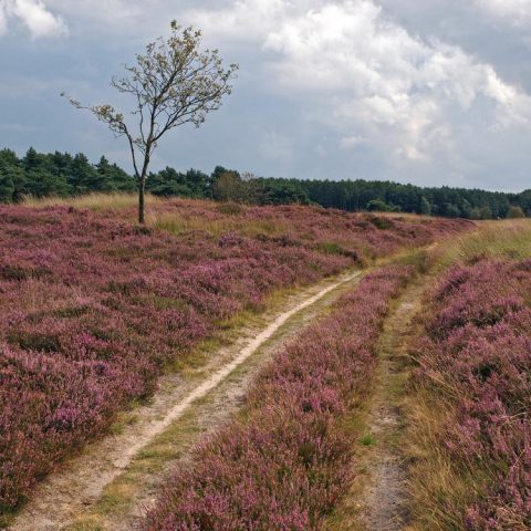 Uitgestrekte heidevelden op het Hijkerveld bij het Hiekerhoes.