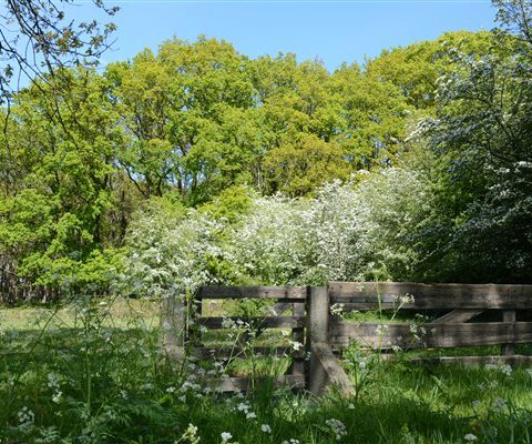 Familieweekend of vriendenweekend in Drenthe in groot groepshuis in de natuur.