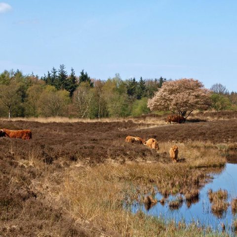 Wandelen en fietsen door de natuur van het Hijkerveld vanaf het Hiekerhoes.