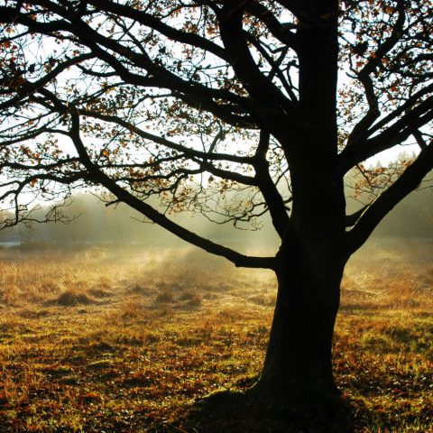 Genieten van de natuur tijdens verblijf in het Hiekerhoes in hartje Drenthe.