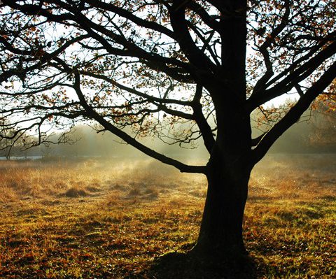 Genieten van de natuur tijdens uw heisessie.