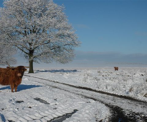 Logeren in groepsaccommodatie het Hiekerhoes en genieten van Drenthe in de winter.