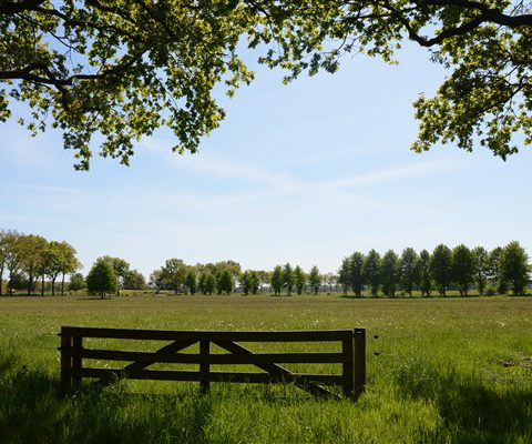 Inspiratie op doen in de natuur tijdens uw heisessie in het Hiekerhoes.