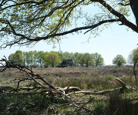 Wandelen en fietsen vanaf Hiekerhoes over uitgestrekt natuurgebied het Hijkerveld.