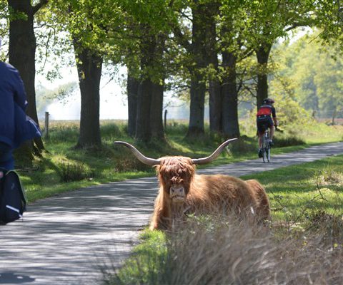 Schotse hooglanders op het Hijkerveld bij het Hiekerhoes.