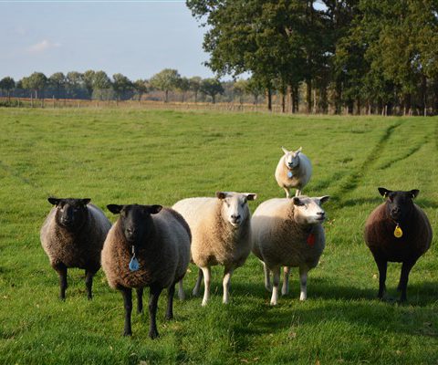 Genieten van het Drentse platteland tijdens een weekendje weg in het Hiekerhoes in Drenthe.