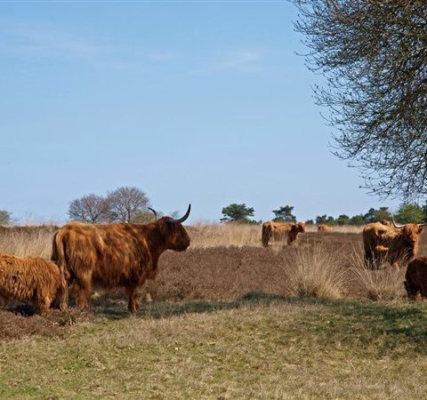 Heisessie in speervolle vergaderlocatie en de benen strekken op het Hijkerveld.