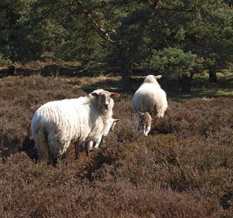 Vanaf de schaapskooi op het Hijkerveld gaan de schapen elke dag de uitgestrekte heide op.